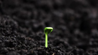 Tohum filizlendirme Tarım Tarım İlkbahar Zaman Alanı, filizlenme, sera tarımında bitki ekme