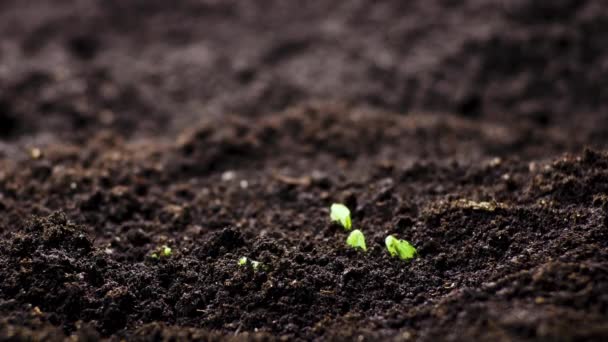 Cultivo de semillas en primavera timelapse, brotes germinación recién nacido Planta de pepino en la agricultura de invernadero — Vídeo de stock