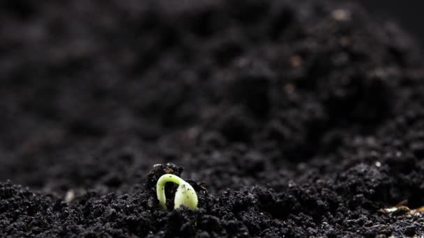 Keimendes Saatgut, das in der Bodenkultur wächst Frühling Sommer Zeitraffer, Keimung von Sprossen, Pflanze in der Gewächshauskultur — Stockvideo