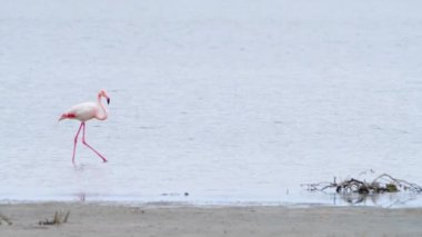 Flamingo sığ sularda yürüyor, Vahşi Büyük Flamingo tuzlu gölde, Doğa Vahşi Yaşam safarisi 4k