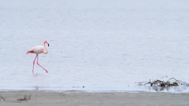 Flamingo procházka v mělké vodě, Wild Greater flamingo v slaném jezeře, Příroda Divoká zvěř safari 4k výstřel — Stock video