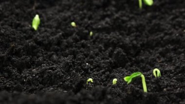 Bahar mevsiminde tohum yetiştirmek, sera tarımında yeni doğan salatalıklar filizlendirmek.