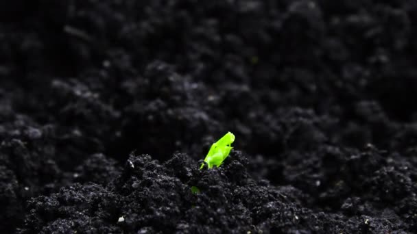 Germination des semences Cultivation dans l'agriculture terrestre Printemps Été Timelapse, germination des germes, Pois Plante en serre — Video