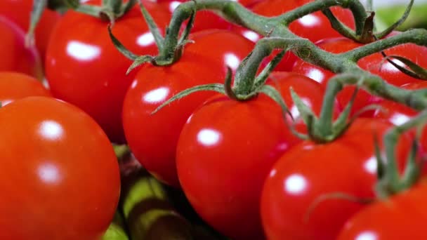 Cosecha de tomate fresco, cultivo ecológico auténtico. Jardín de verduras, agricultura granja escena del campo. Cosecha fresca ecológica en huerta, nutrición — Vídeos de Stock