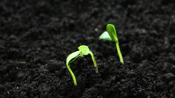 Germinando semillas que crecen en la agricultura terrestre Primavera Verano Timelapse, germinación de brotes, Planta de pepino en la agricultura de invernadero — Vídeo de stock