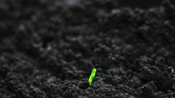 Germinating Seed Growing in Ground Agricultura Primavera Verão Timelapse, germinação brotos, Ervilha Planta em estufa agricultura — Vídeo de Stock