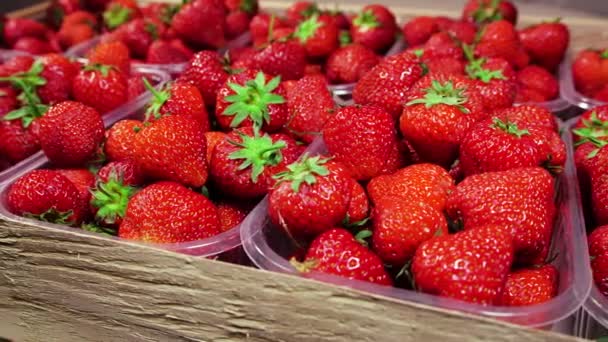 딸기, 레드 쥬시 리프 베리, 클로즈업. 여름맛있어. 신선 한 추수용 딸기의 배경. 건강에 좋은 천연 채식 식품에 대한 개념 — 비디오