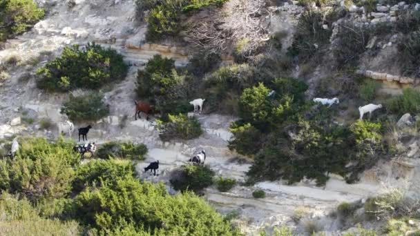 Berggeit bij de klif, Chamois familie met nakomelingen. Wilde gemzen op de rotsen op de top van de top. Wilde dieren in het wild in de natuur — Stockvideo