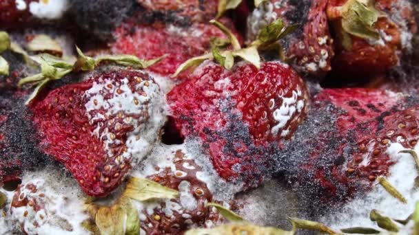 Rotting en Decay Aardbeien, schimmel en bacteriën, Fruit snel klein en gerimpeld, Bessen ontleden en bedekt met schimmel. Timelapse Shot — Stockvideo