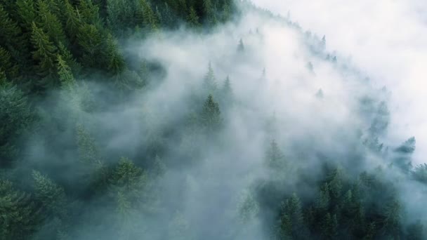 Aerial top view 4k footage by drone of Sunny magical forest in morning time, Widok latania nad sosną, Wspaniały wschód słońca w lesie górskim, Dramatyczny cud geologiczny, Piękny krajobraz — Wideo stockowe