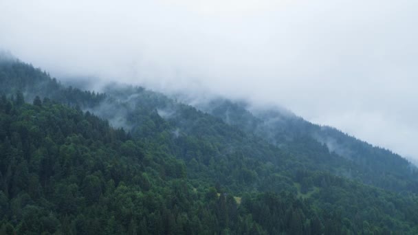Árboles de bosque de pinos brumosos en tiempo lluvioso, concepto místico 4K. Gruesas nubes brumosas surgiendo del exuberante bosque de abetos en el día frío de la mañana, la niebla espeluznante y la niebla envolviendo el bosque de pinos en la mañana de otoño — Vídeos de Stock