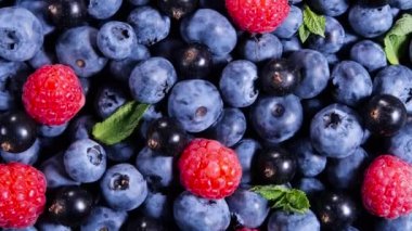Böğürtlenler, çeşitli renklerde arka planlar, Sulu Olgun Yaz meyveleri. Nane yaprağı, ahududu, yabanmersini yakından çekim, biyomeyveler, sağlıklı beslenme, vejetaryen yemeği, diyet. 4K UHD video