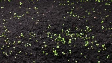 Bahar mevsiminde büyüyen bitkiler, yaşamın kökenine dair 4k konsepti. Tohumlardan filizlenme, sera tarımında yeni doğan tere salatası.