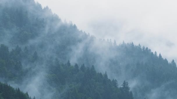 Alberi di pino paludoso al tempo piovoso, concetto mistico 4K. Nuvole nebbiose spesse che sorgono dalla lussureggiante foresta di abeti rossi nella fredda giornata del mattino, nebbia raccapricciante e nebbia che avvolge la pineta all'inizio della mattina di autunno — Video Stock