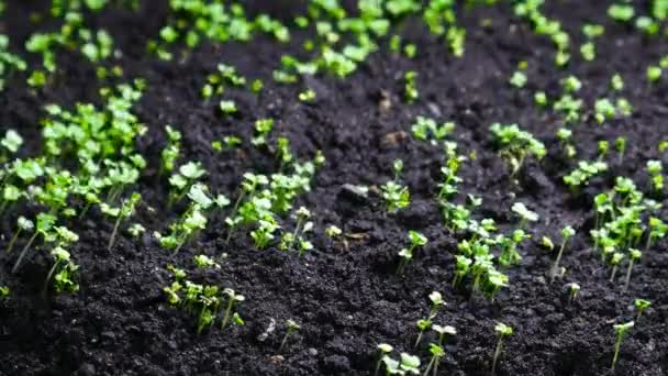 Sementi Crescendo in primavera, timelapse vegetale, concetto 4k dell'origine della vita. Germinazione di germogli da semi, insalata di crescione neonata in agricoltura serra — Video Stock