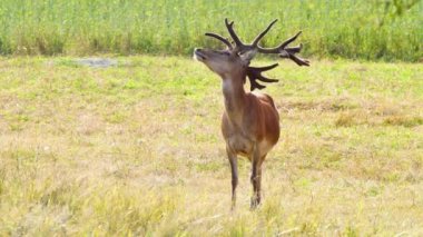 Doğal ortamda büyük boynuzlu geyik, Doğa Koruma Konsepti. Doğal ortamlarında geyik yetiştiriyorlar. Vahşi doğada hayvan, Vahşi Yaşam, Telephoto lensleri 4K 'ya yakın.