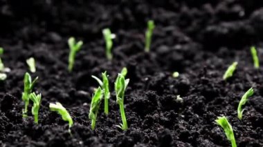 Bahar zamanında yetişen bitkiler, tohumlardan filizlenen filizler, sera tarımında yeni doğmuş bezelye bitkisi. Çiftçilik konsepti 4k Doğa Vuruşu