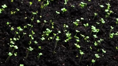 Bahar mevsiminde büyüyen bitkiler, yaşamın kökenine dair 4k konsepti. Tohumlardan filizlenme, sera tarımında yeni doğan tere salatası.