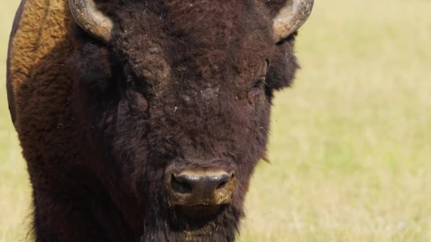 Divoký bizon na louce, Portrét amerického bizona, Ochrana přírody. Bisoni ve svém přirozeném prostředí. Animal in the wild, Wildlife in Nature Reserve, Telephoto objektiv close up 4k — Stock video