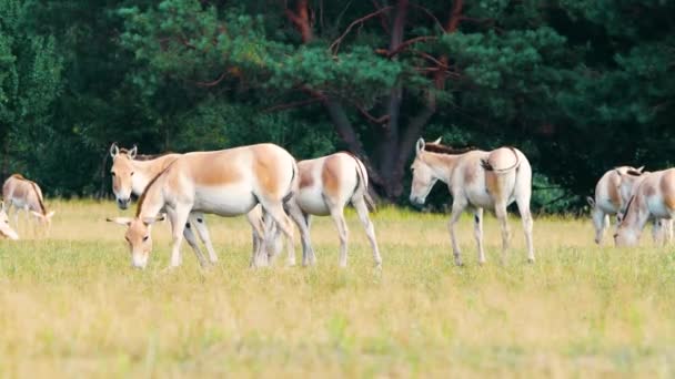 Стадо диких лошадей питается травой на лугах, куланским или эквусским гемионусом, концепцией охраны природы. Воспитание лошадей в естественной среде обитания. Animal in the wild, Wildlife, Telephoto lens close up 4k — стоковое видео