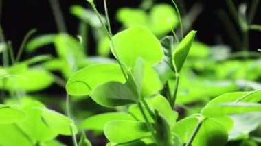 Bahar mevsiminde yeşillik, yaprak filizlenmesi, sera tarımında yeni doğmuş bezelye bitkisi. Çiftçilik konsepti 4k Doğa Vuruşu