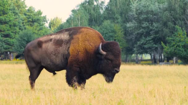 Wild Bison in the meadow, Portrait of American bison, Protection of Nature Concept (en inglés). Bisons en su entorno natural. Animales en la naturaleza, Vida silvestre en la Reserva Natural, Telephoto lens close up 4k — Vídeos de Stock