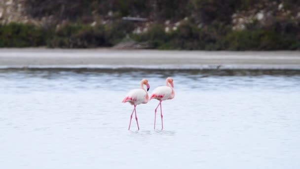 Couple Flamingo walk in shallow water, Pair Wild Greater flamingo in the salt lake, two animal. Love concept. Nature Wildlife safari 4k shot — Stock Video