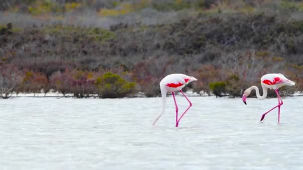 Flamingo procházka v mělké vodě, Wild Greater flamingo v slaném jezeře, Příroda Divoká zvěř safari 4k výstřel — Stock video