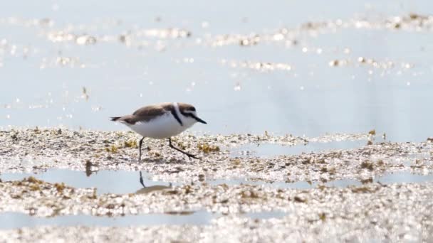 Kis madár sekély vízben, folyóban vagy tóban, Egy állat természetes élőhelyén, Nature Wildlife safari 4k lövés — Stock videók