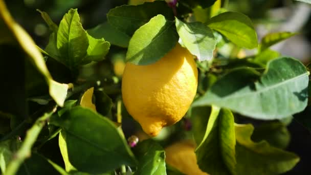 Limoneras con limones amarillos maduros en huerto de cítricos. Hermoso fondo natural, plantas y árboles frutales mediterráneos, cultivos cítricos. — Vídeos de Stock