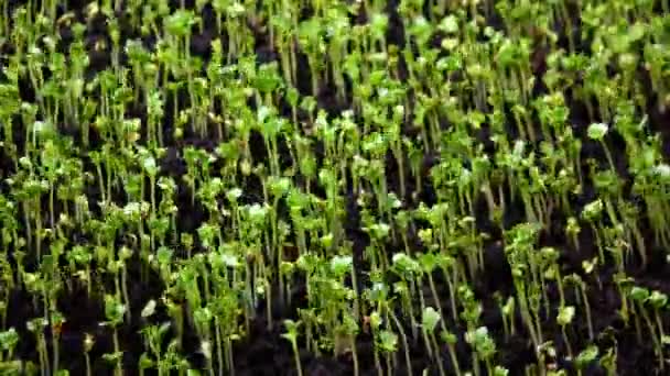 Plants Growing in spring timelapse, 4k concept of the origin of life. Sprouts germination from seeds, newborn cress salad in greenhouse agriculture — Stock Video