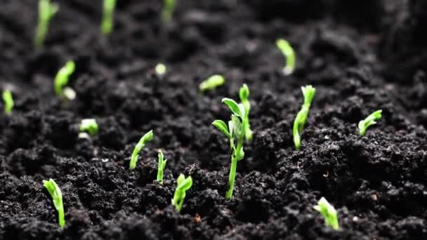 Pěstování rostlin na jaře, klíčení ze semen, novorozená hrachová rostlina, Zemědělský koncept 4k Nature — Stock video
