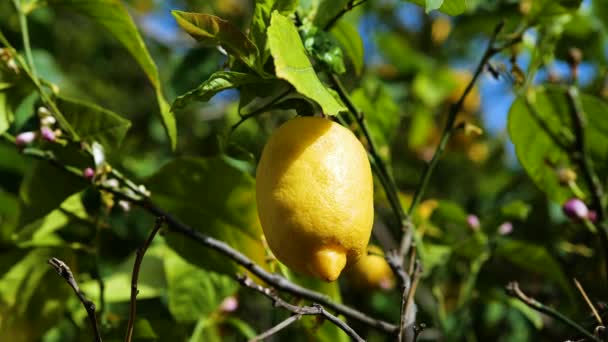 Drzewo cytrynowe z dojrzałymi żółtymi cytrynami w sadzie cytrusowym. Piękne tło natury, śródziemnomorskie rośliny owocowe i drzewa, owoce cytrusowe. — Wideo stockowe