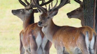 Doğal ortamda büyük boynuzlu geyikler, Doğa Koruma Konsepti. Doğal ortamlarında geyik yetiştiriyorlar. Vahşi doğada hayvan, Vahşi Yaşam, Telephoto lensleri 4K 'ya yakın.