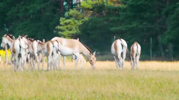 Wildpferdeherden fressen Gras auf Wiesen, Kulan oder Equus hemionus, Naturschutzkonzept. Aufzucht von Pferden in ihrer natürlichen Umgebung. Tiere in freier Wildbahn, Tierwelt, Teleobjektiv Nahaufnahme 4k — Stockvideo