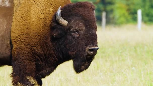 Wild Bison på ängen, Porträtt av amerikansk bisonoxe, Skydd av naturbegreppet. Bisoner i sin naturliga miljö. Djur i naturen, Vilt djur i naturreservatet, teleobjektiv på nära håll 4k — Stockvideo