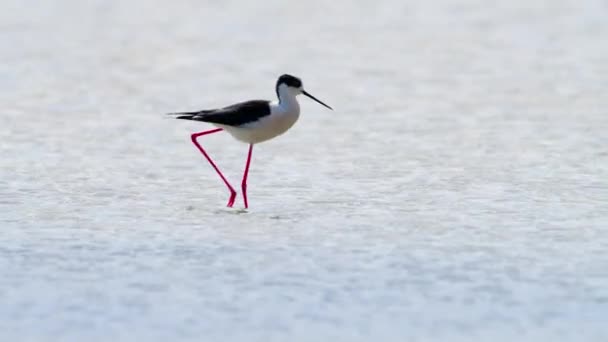 Sığ sularda yüzen küçük bir kuş, nehir ya da göl, doğal ortamında bir hayvan, doğa safarisi 4k — Stok video