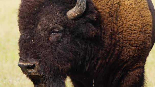 Wild Bison in het weiland, Portret van de Amerikaanse bizon, Bescherming van het natuurbegrip. Bisons in hun natuurlijke omgeving. Dier in het wild, Wilde dieren in het natuurreservaat, Telelens close-up 4k — Stockvideo