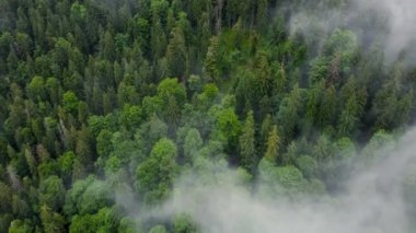 Dağ çam ormanının üstündeki bulutların üzerinde uçuyorum, büyülü yaz ormanı, yağmurlu havada, hava aracı 4k