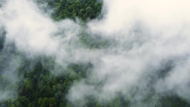 Volando a través de las nubes sobre el bosque de pino de montaña, bosque mágico de verano en tiempo lluvioso, vista aérea drone 4k — Vídeos de Stock