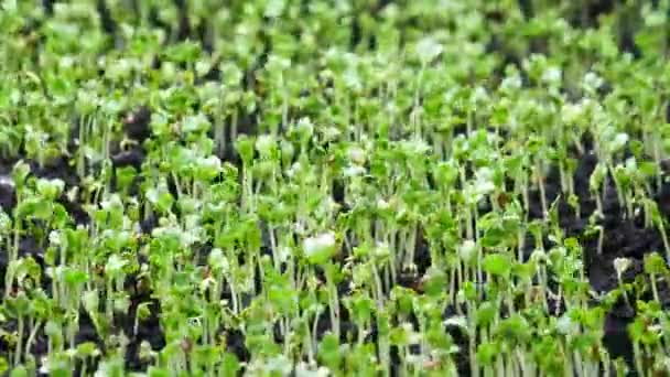 Выращивание растений в весенний период времени, ростки прорастания растения салат кресс новорожденный в парниковом сельском хозяйстве — стоковое видео