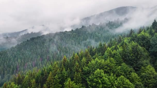 เมฆเหนือป่าภูเขา บินผ่านป่าฤดูร้อนมหัศจรรย์ในสภาพอากาศฝน มุมมองทางอากาศโดรน 4k — วีดีโอสต็อก
