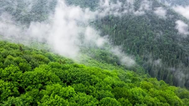 Nuages au-dessus de la forêt de montagne, Vol à travers la forêt d'été magique par temps pluvieux, vue aérienne drone 4k — Video