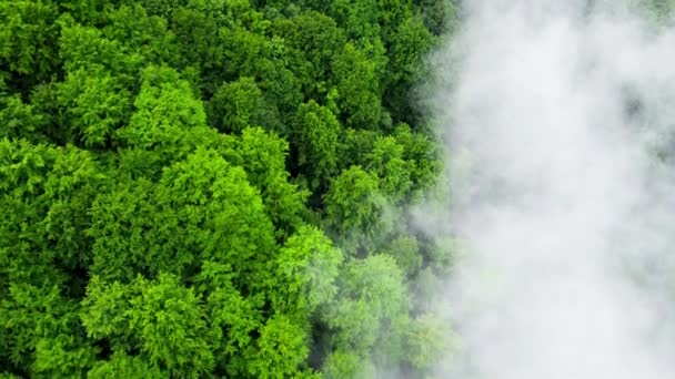 Nubes sobre la montaña Bosque, Volando a través del bosque mágico de verano en tiempo lluvioso, vista aérea drone 4k — Vídeos de Stock