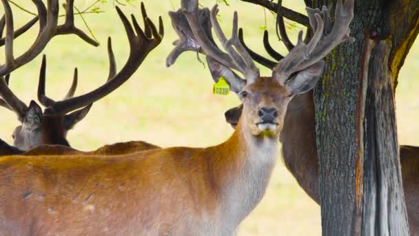 Veado vermelho no ambiente natural, animal selvagem, close-up — Vídeo de Stock