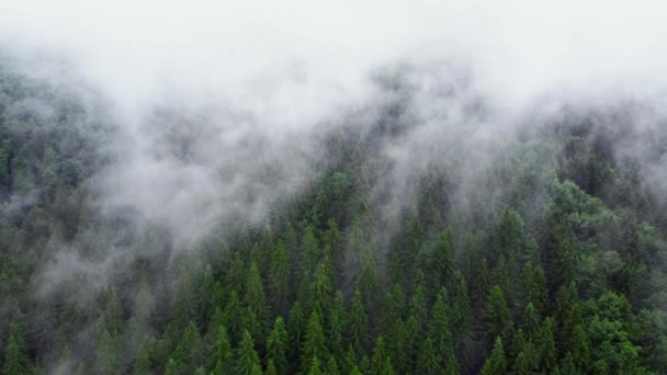 Vliegen door de wolken boven het dennenbos van de bergen, Magisch zomerwoud bij regenweer, luchtfoto drone 4k — Stockvideo