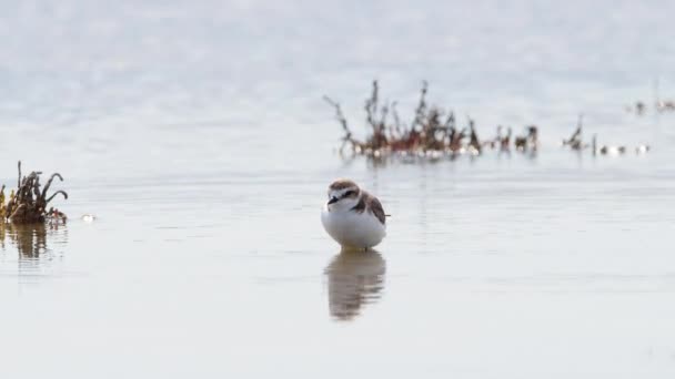 얕은 물, 강, 호수에 사는 작은 새, 자연 서식지에 사는 동물 , Nature Wildlife safari 4k shot — 비디오