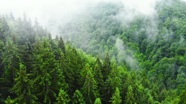 Вид с воздуха на туманный лес, облака над горой. Снимок беспилотника, пролетающего над еловыми хвойными верхушками деревьев, видео с природой в 4К — стоковое видео