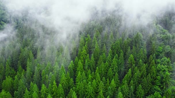 มุมมองทางอากาศของป่าหมอกเมฆเหนือภูเขา ยิงโดรนบินเหนือต้นไม้คอนิเฟอร์สเปรส ภาพพื้นหลังธรรมชาติใน 4K — วีดีโอสต็อก