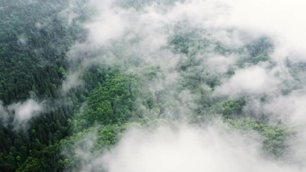 Luftaufnahme des nebligen Waldes, Wolken über dem Berg. Drohnenschuss fliegt über Nadelwälder, Naturhintergrundaufnahmen in 4K — Stockvideo